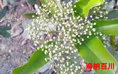 海椰子最新章节-海椰子小说